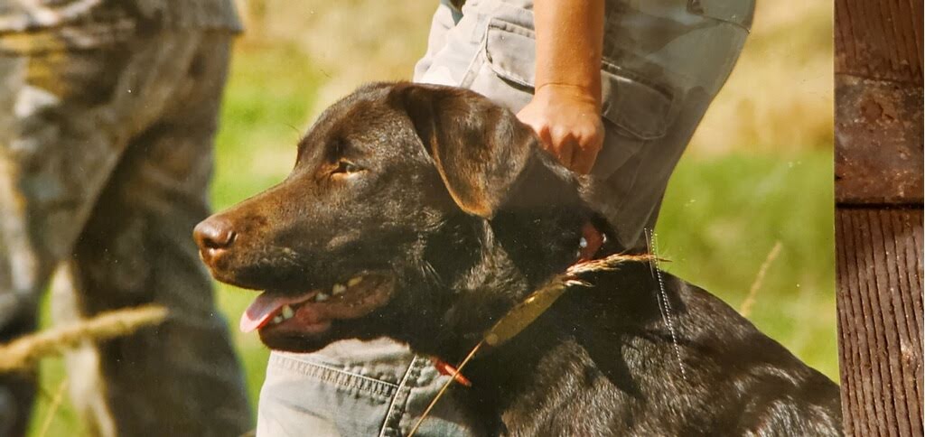 Authentic RAVE Retrievers pictures photograph 274
