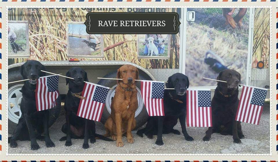 Authentic RAVE Retrievers pictures photograph 275
