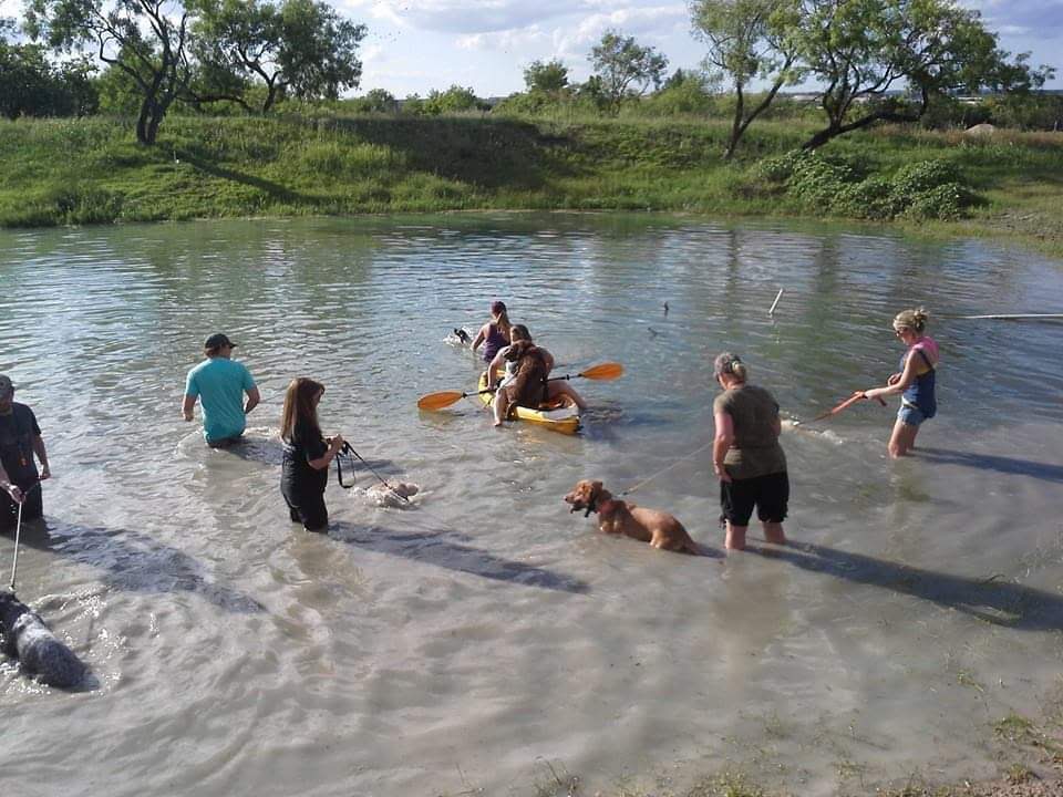 Authentic RAVE Retrievers pictures photograph 278