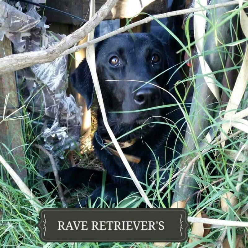 Authentic RAVE Retrievers pictures photograph 312