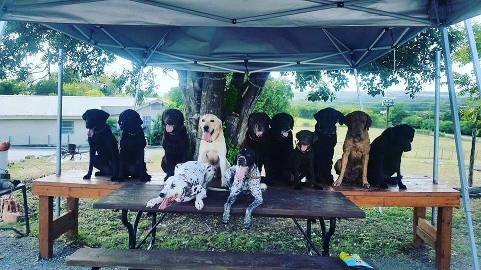 Authentic RAVE Retrievers pictures photograph 322