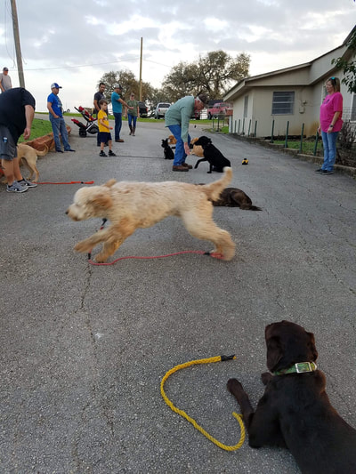 Authentic RAVE Retrievers pictures photograph 328