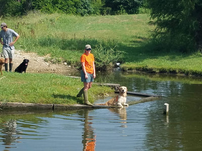 Authentic RAVE Retrievers pictures photograph 335