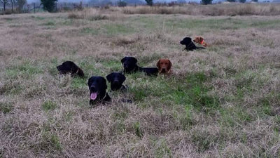 Authentic RAVE Retrievers pictures photograph 361