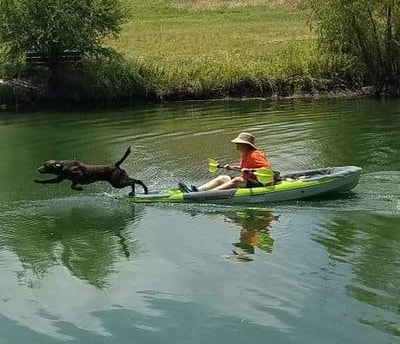 Authentic RAVE Retrievers pictures photograph 369