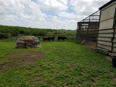 Authentic RAVE Retrievers red dawg cattle co photograph 1