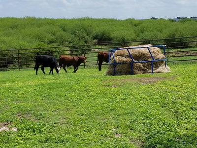 Authentic RAVE Retrievers red dawg cattle co photograph 2