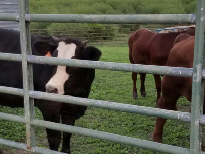 Authentic RAVE Retrievers red dawg cattle co photograph 3