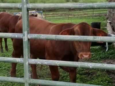 Authentic RAVE Retrievers red dawg cattle co photograph 4