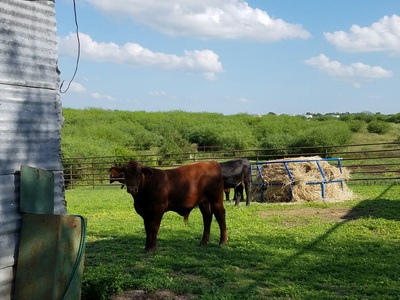 Authentic RAVE Retrievers red dawg cattle co photograph 6