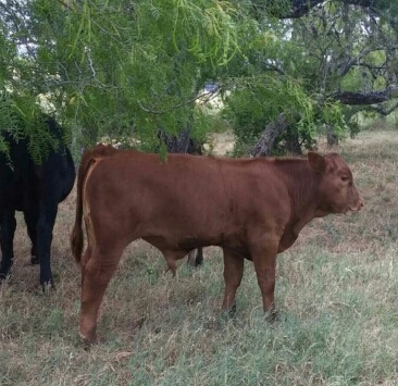 Authentic RAVE Retrievers red dawg cattle co photograph 8